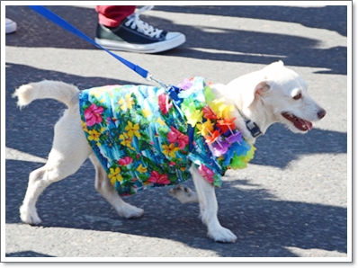 SantaFe-Hawaiian-Dog.jpg