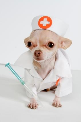 chihuahua_nurse_0.jpg