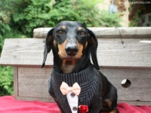 Wedding Dog ชุดสุนัข ใส่สูท ผูกไทค์ ชุดหล่อ แบบต่างๆ จากต่างประเทศ