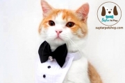 ปลอกคอน้องหมา น้องแมว ทักสิโด้ แต่งงาน สีขาวเย็บสวย โบว์สีดำ