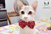 ปลอกคอโบว์ สีแดงลายจุดฮิตกันมากๆๆ สำหรับสุนัข แมว สัตว์เลี้ยงตัวโปรด