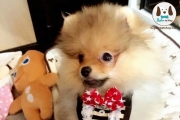 ปลอกคอทักสิโด้ ชุดแต่งงานน้องหมา dog collar tuxedo โบว์สีแดงลายจุด
