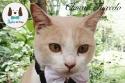 ปลอกคอหมา ปกเชิ๊ต ปอกคอแบบทักซิโด้ หลากหลายแบบ ใส่ได้ทั้ง หมา แมว กะต่าย น่ารักทั้งนั้นเลย