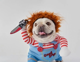 ชุดฮาโลวีนน้องหมาแมว ชุดแฟนซีหมาแมว ชุดhalloween ชัคกี้ หมวกฮาโลวีน หมวกแม่มด สำหรับสัตว์เลี้ยง พร้อมส่ง