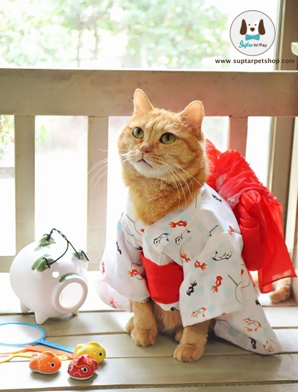 cat-kimonos-japan-21__605.jpg