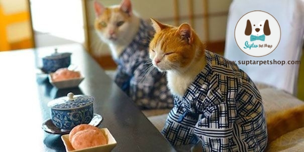 cat-kimonos-japan-19__605.jpg