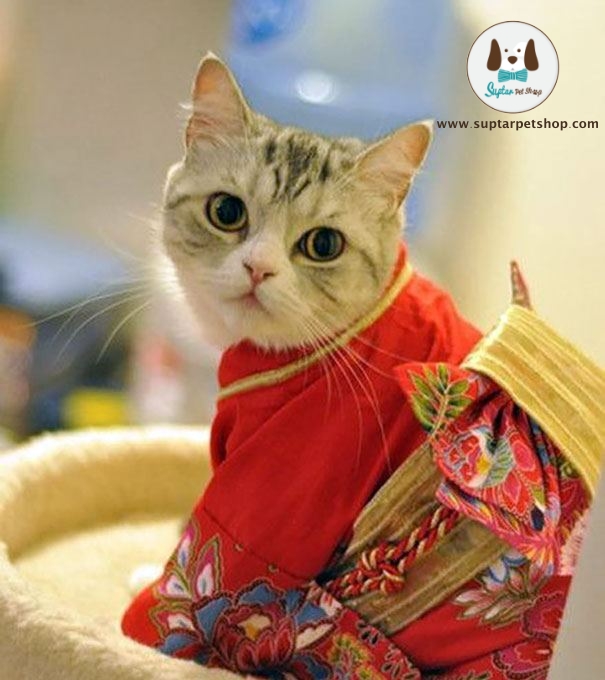 cat-kimonos-japan-20__605.jpg