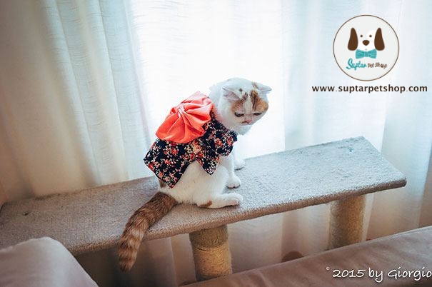 cat-kimonos-japan-16__605.jpg