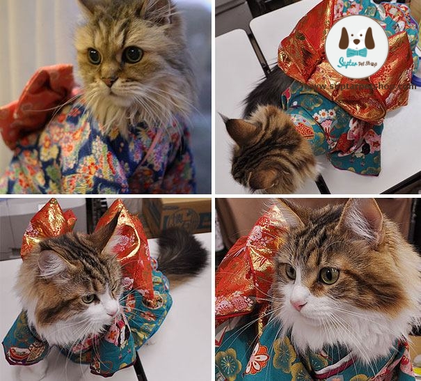 cat-kimonos-japan-14__605.jpg