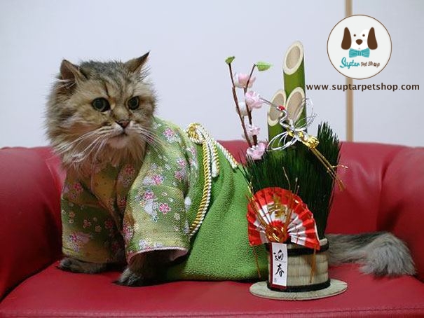 cat-kimonos-japan-11__605.jpg