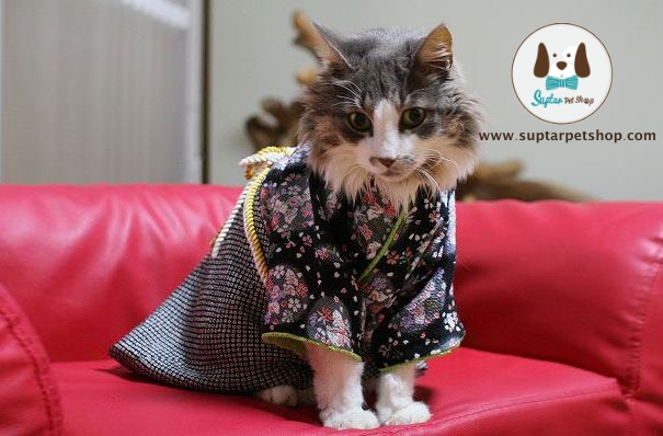 cat-kimonos-japan-13__605.jpg