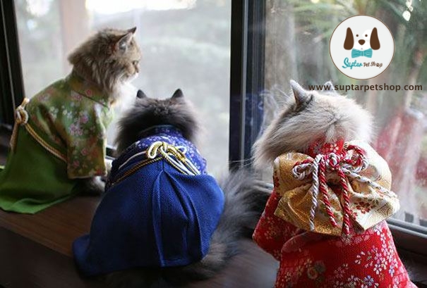 cat-kimonos-japan-5__605.jpg