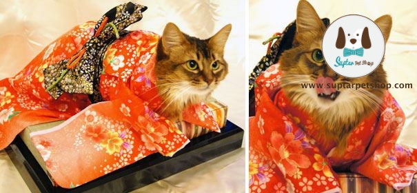 cat-kimonos-japan-1-1.jpg