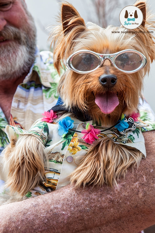 carmel-california-dog-in-hawaiian-shirt-sunglasses-costume-photo-by-jonathan-clark.jpg