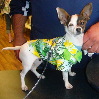 olw-BuddyChihua-HawaiianShirt-400x400.jpg