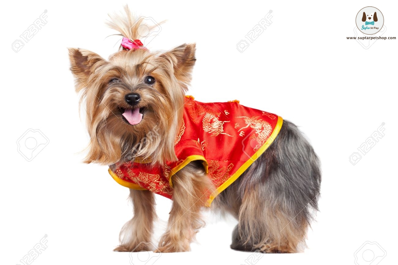 10726375-Yorkshire-terrier-dog-in-red-chinese-clothes-isolated-on-white-Stock-Photo.jpg