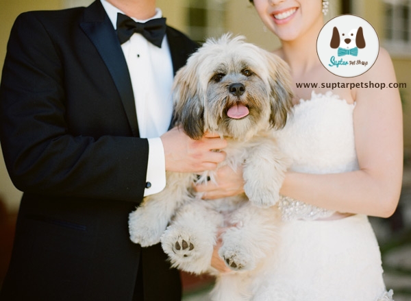 Dog-in-Wedding.jpg