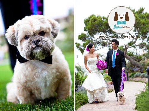 Dogs_In_Weddings_02.jpg