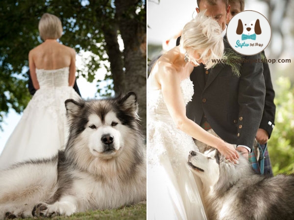 pet-in-wedding-10.jpg