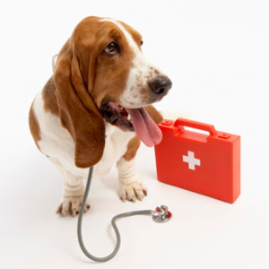 update-nurse-ailing-dog-3.jpg
