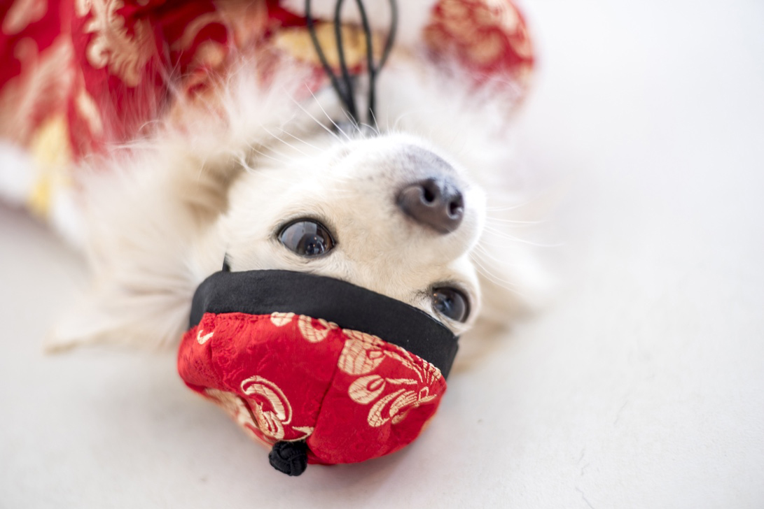 แต่งตัวให้น้องหมารับตรุษจีน เสื้อกี่เพ้า หมาแมว อาหมวยน้อย อาตี๋น้อย  Chinese New Year Outfits for Dogs