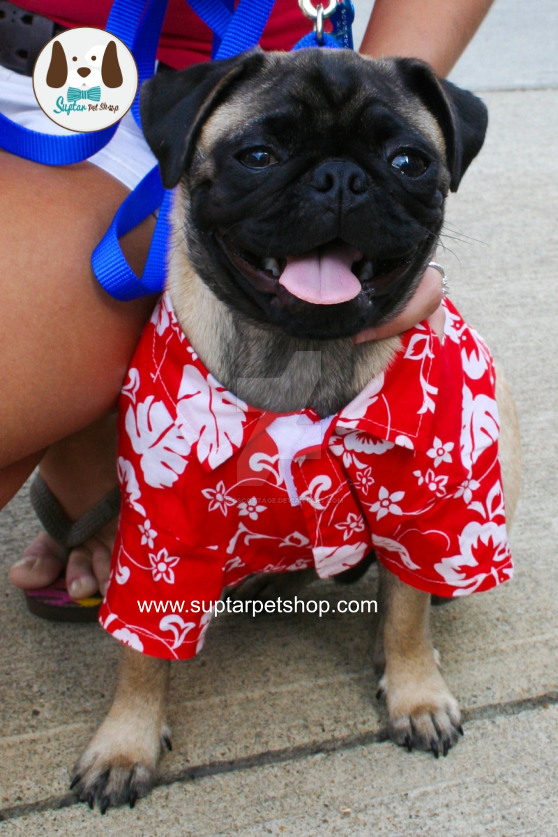 เสื่อลายดอกหมาใหญ่hawaiian_pug_by_megscottage-d4q06dl-เสื้.jpg