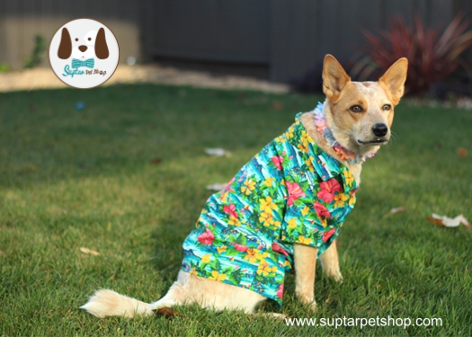 เสื่อลายดอกหมาใหญ่hawaiian-dog-shirt-lei-red-heeler-เสื้อ.jpg