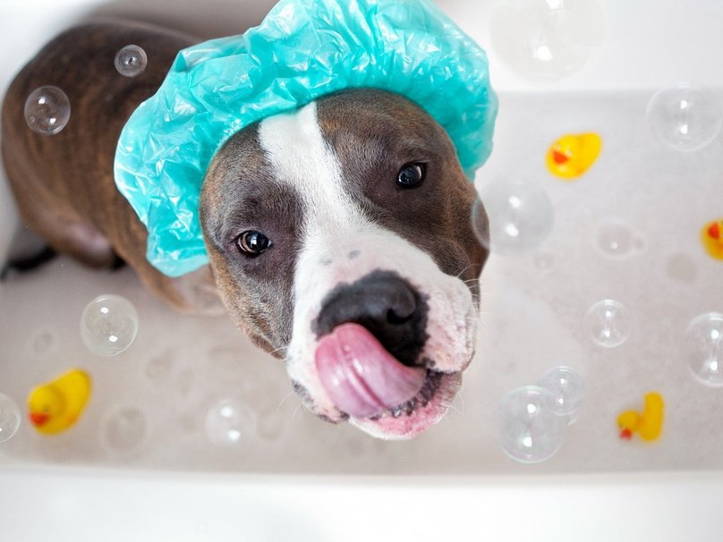 27826__dog-bath_p.jpg