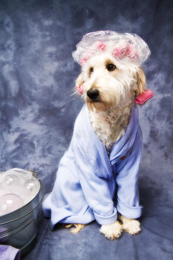 dog-shower-cap-18479091.jpg