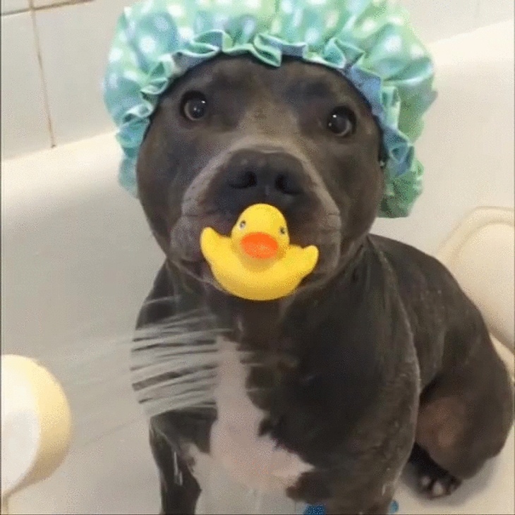 dogshowercap.jpg