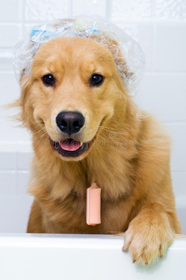 funny-dog-hair-curlers-shower-cap-23908613.jpg