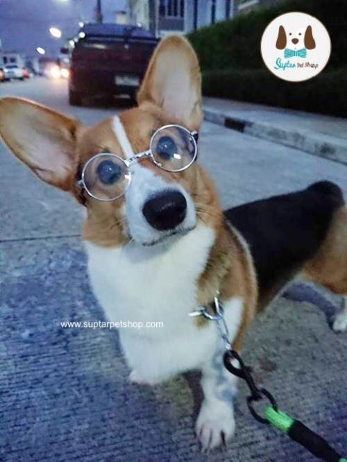 แว่นตากันแดดหมาแว่นตาสุนัข-20988037_1030720020404591_1.jpg