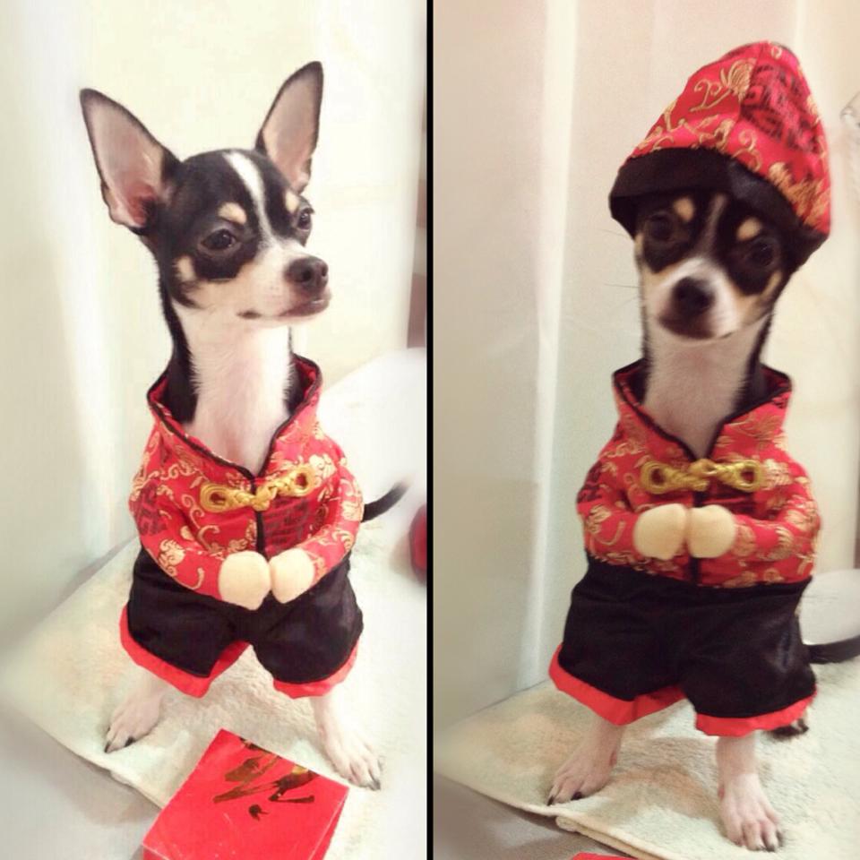 ชุดตรุษจีนหมา กี่เพ้าหมา ชุดปีใหม่น้องหมา แบบมีหมวก ใส่ขาหน้า
