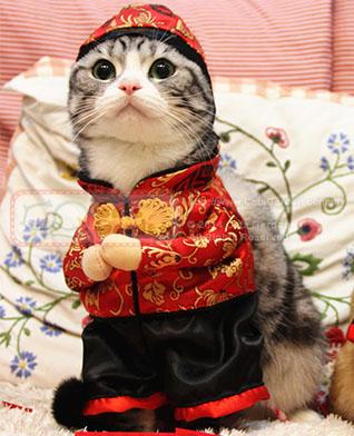 kojima-lunar-year-costume-catsgarden-1512-08-CatsGarden@8.jpg