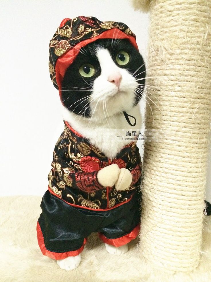 a6eac0a917f4808fc12d620bd58dcbf7--funny-chinese-cat-dresses.jpg