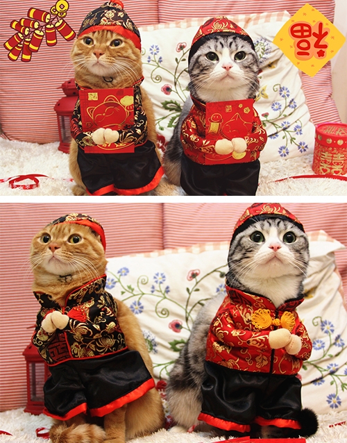 Cat-CNY-Costume-500x638.jpg