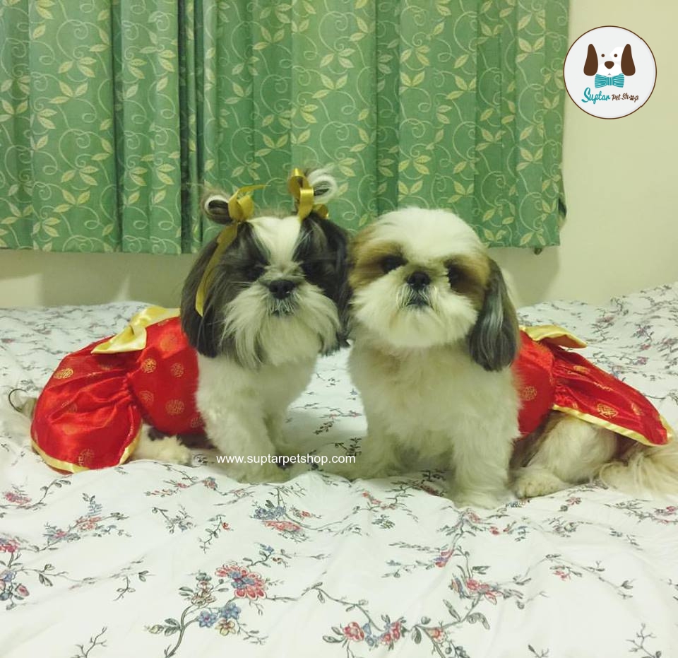 ชุดนอนหมาแมว16298895_1401770266563024_6718972487688693392_n-ราคาถูก.jpg.jpg