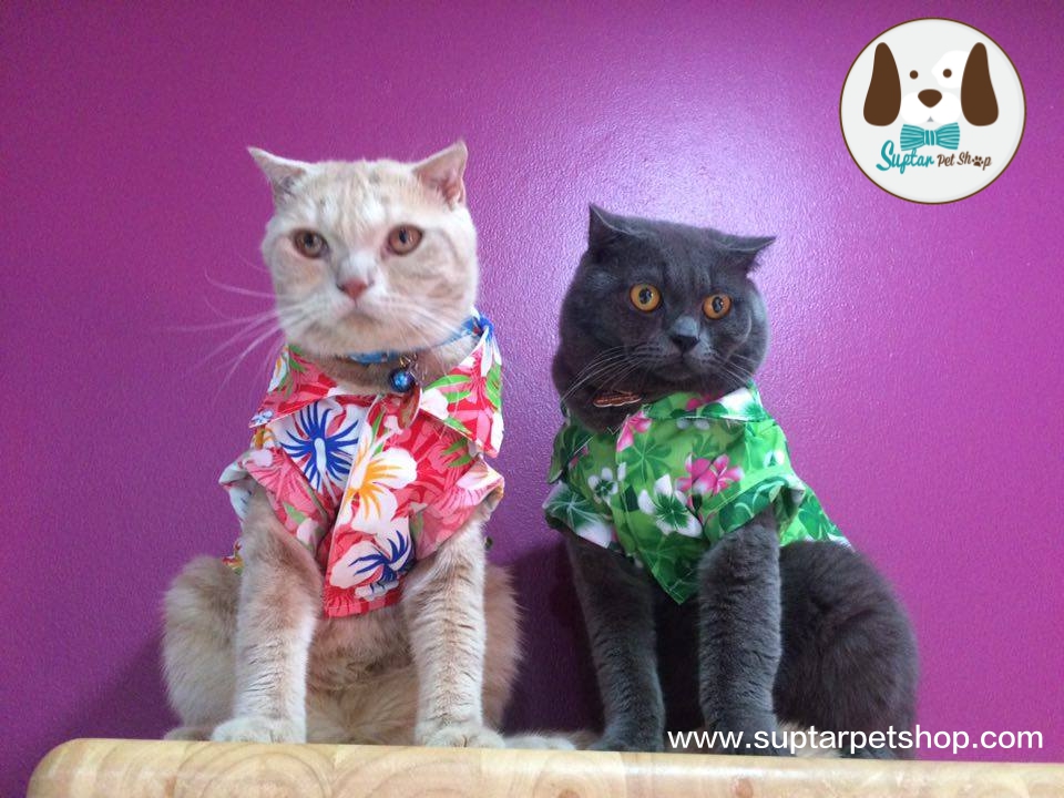 www.suptarpetshop.com09-20160325-133558เสื้อแมวน่ารัก.jpg