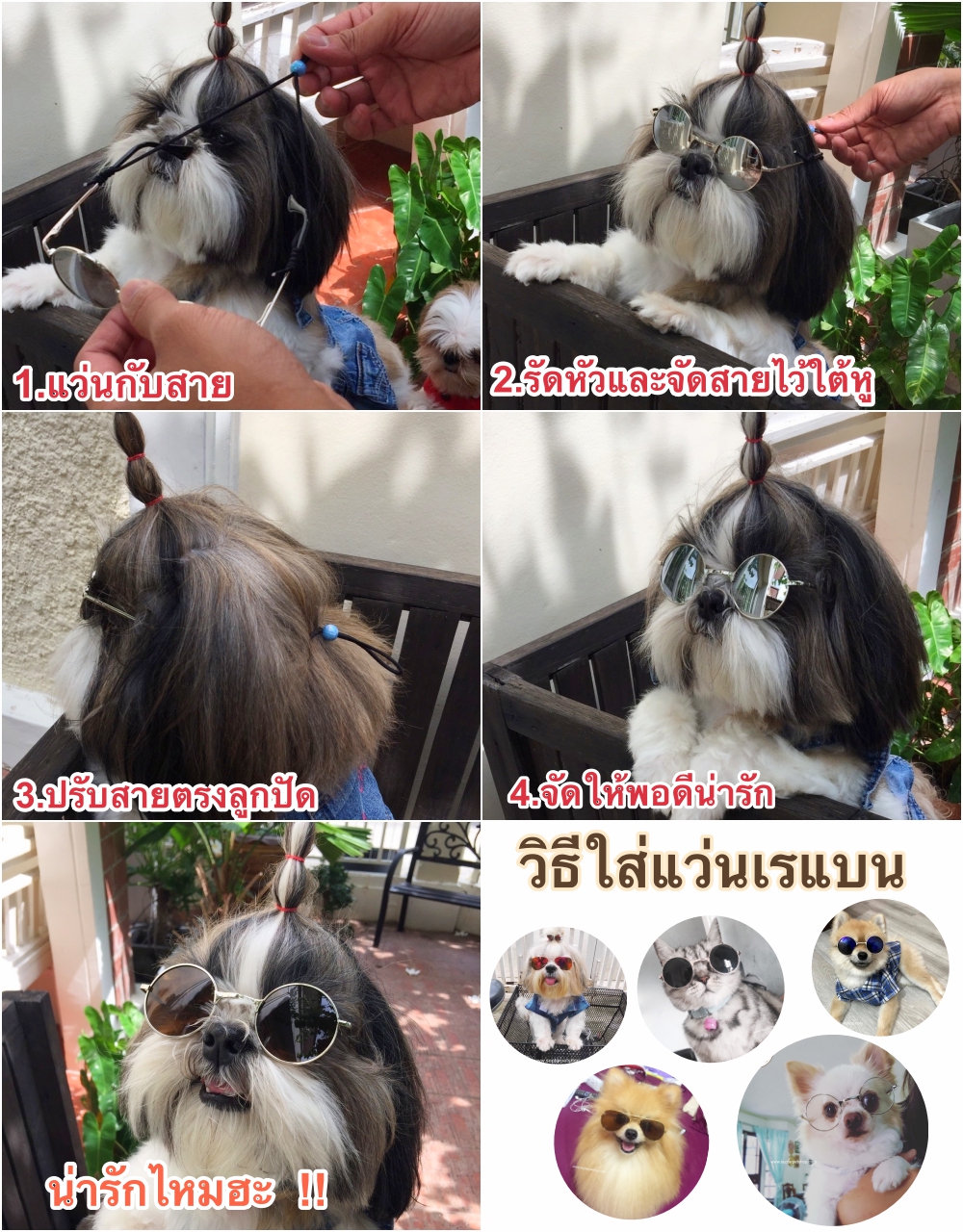 วิธีใส่แว่นเรแบนหมา.jpg