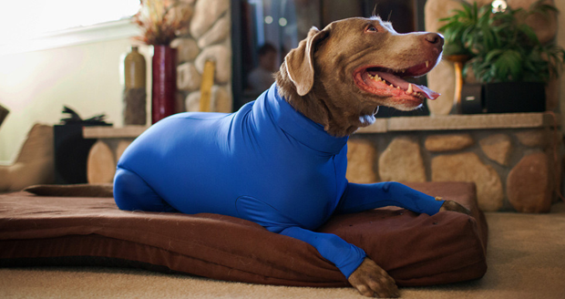 dogleotard1.png