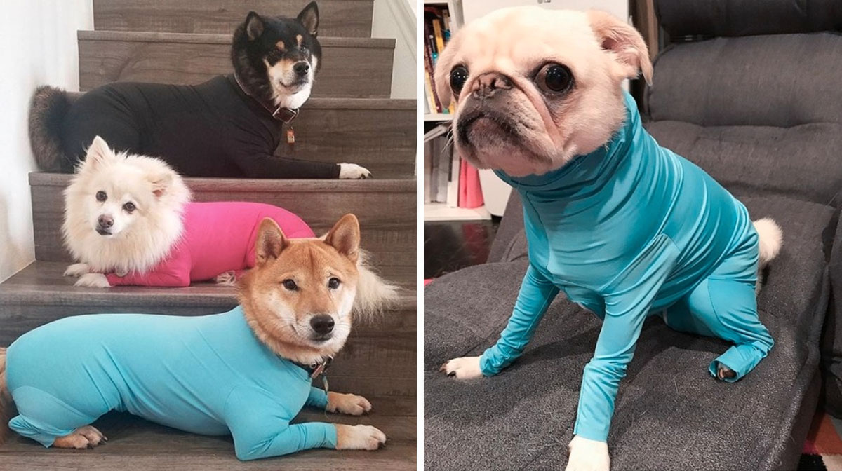 shed-defender-dog-leotard-HERO.jpg