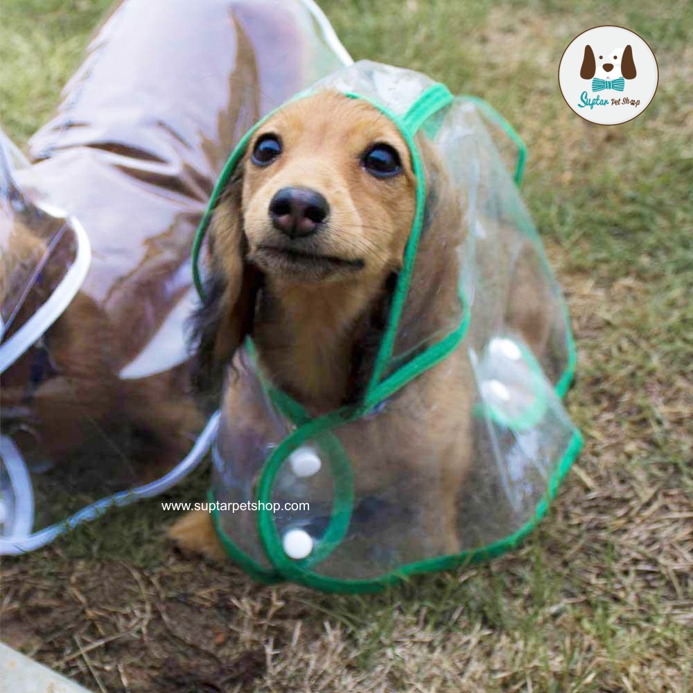 กันฝนหมาแมวDachshund_Doxie_White_Transparent_Dog_Pet_Cat_Raincoat_Wit.jpg