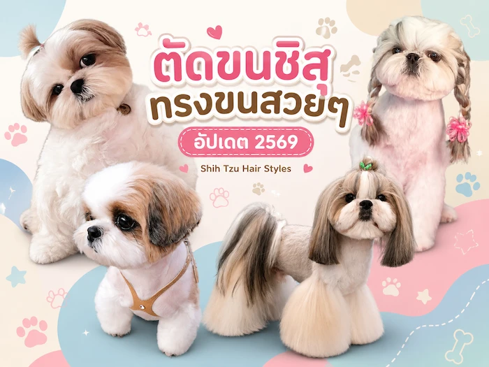 ตัดขนชิสุ ทรงขนสวยๆ เทรนด์ใหม่ 2569 เทรน์ไหนมาแรงมาชมกัน Shih Tzu Hair Styles