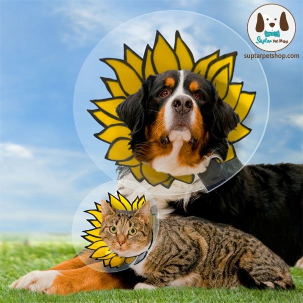 creative-pet-cones-elizabethan-collars-13__605.jpg