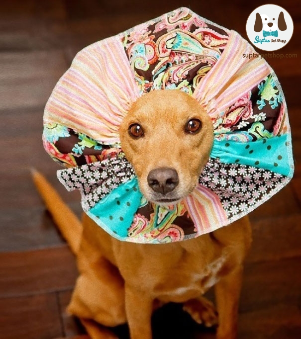 creative-pet-cones-elizabethan-collars-18__605.jpg