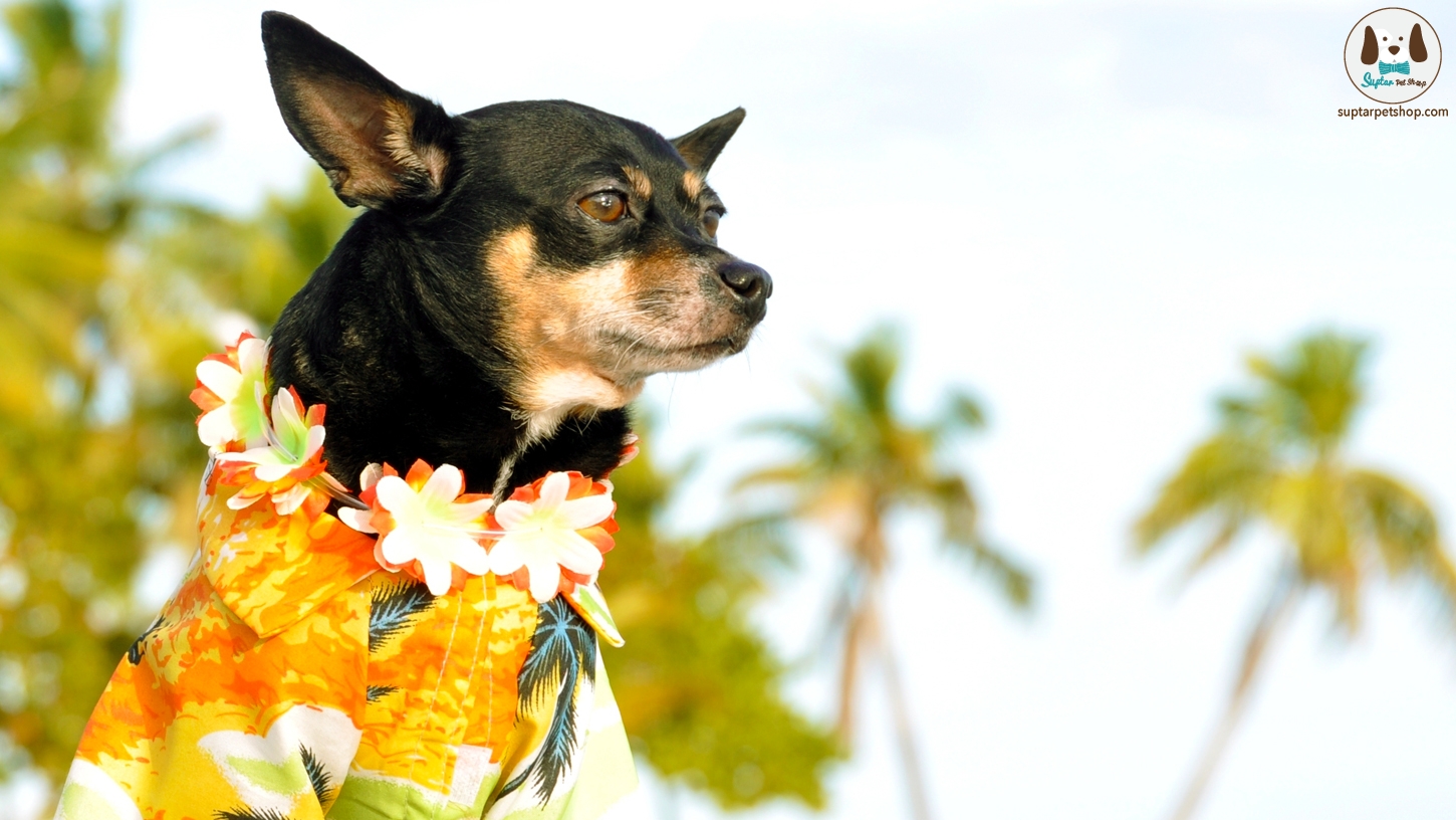 aloha_dog-pix.jpg