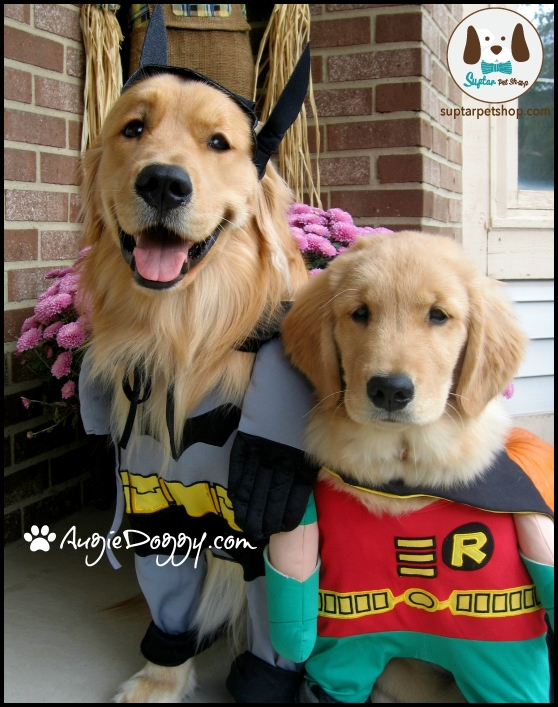 golden_retriever_batman_robin_halloween_costume.jpg