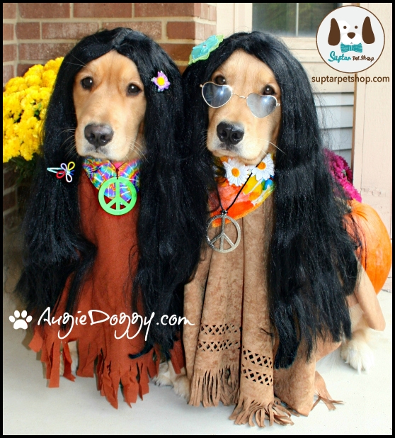 golden_retriever_hippie_halloween_costume.jpg