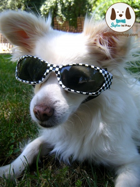 dogsunglasses6-449x599.jpg