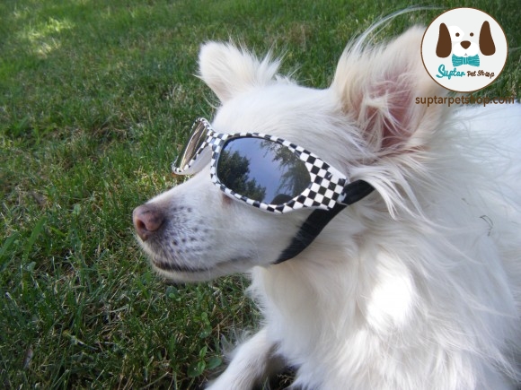 dogsunglasses5-580x435.jpg